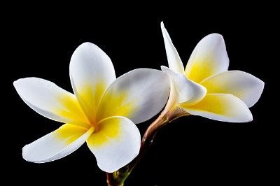 Frangipani-Blume