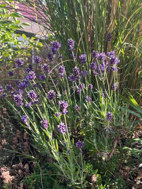 Blühender Lavendel im Garten von Katrin Leutbecher