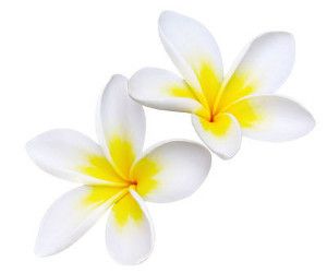 zwei weisse Frangipani / Plümeria Blüten